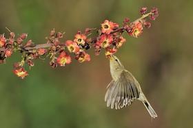 Mosquitero_obteniendo_nectar_en_Scrophularia_calliantha_1