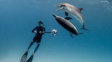 dolphin360