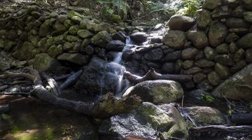 Una imagen captada en el parque gomero de Garajonay incluida en la muestra 'El embrujo del agua'