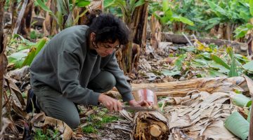 Giuliana Conte con un tronco de platanera en una finca de la zona norte de Gran Canaria.