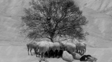 Una escena del documnetal del director iraní Abbas Kiarostami